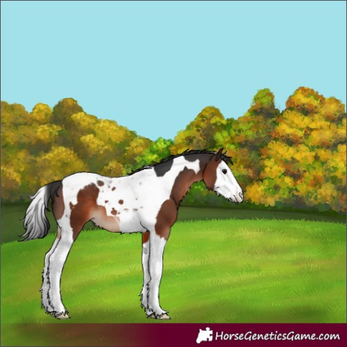 Horse Color:Brown Splash Tobiano Appaloosa 