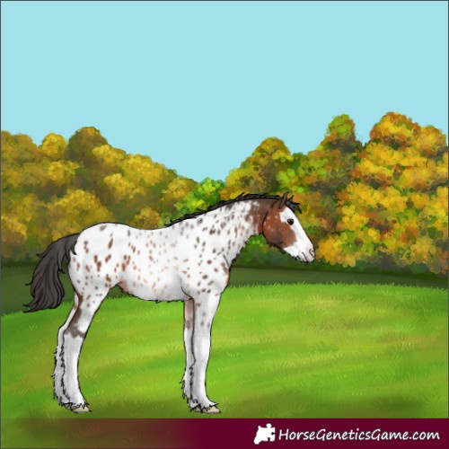 Horse Color:Brown Splash Tobiano Appaloosa 