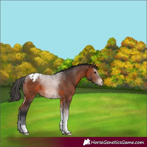 Horse Color:Brown Tobiano Appaloosa 