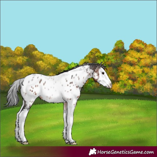 Horse Color:Brown Splash Tobiano Appaloosa 
