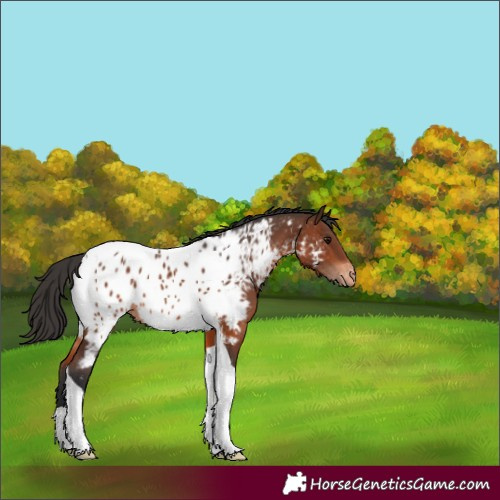 Horse Color:Brown Tobiano Appaloosa 