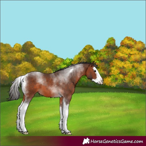 Horse Color:Brown Splash Tobiano 