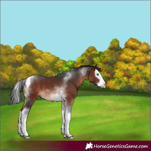 Horse Color:Brown Splash Tobiano 