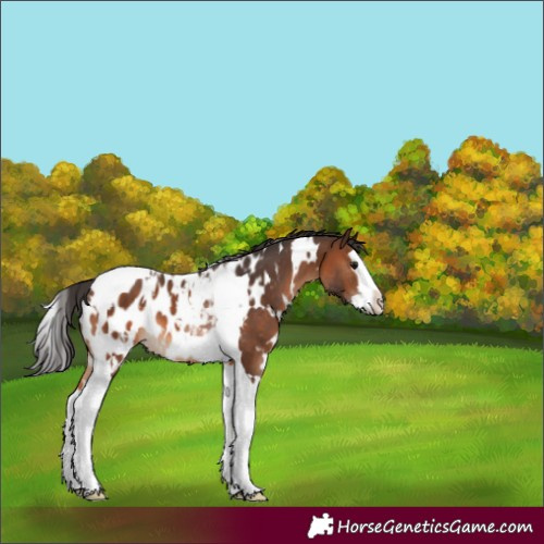 Horse Color:White Spotted Brown Splash Tobiano Appaloosa 