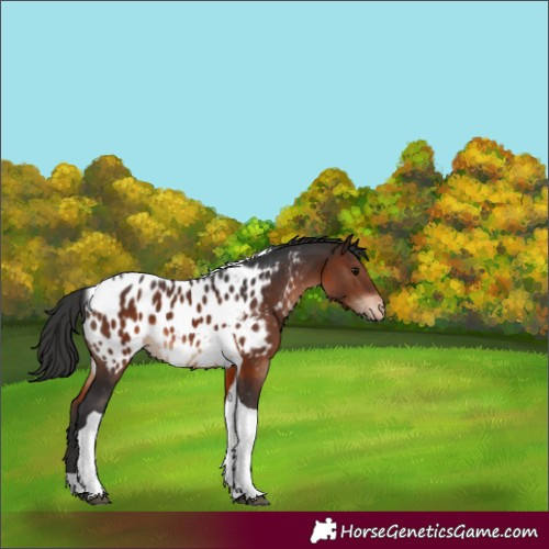 Horse Color:Brown Tobiano Appaloosa 