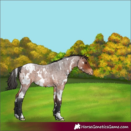 Horse Color:White Spotted Brown Roan Appaloosa 
