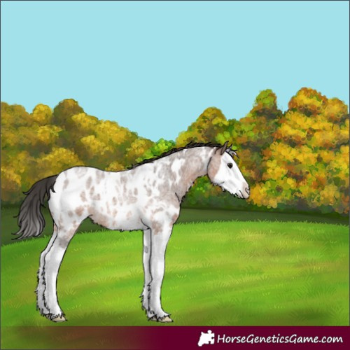 Horse Color:White Spotted Brown Roan Splash Appaloosa 