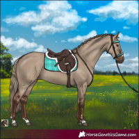 Horse Color:Liver Red Dun Rabicano 