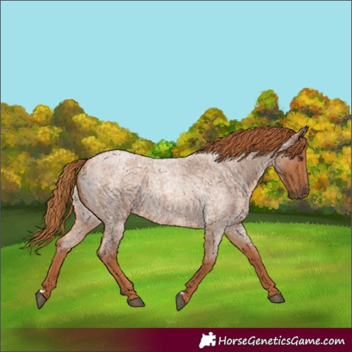Horse Color:Red Roan 