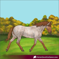 Horse Color:Red Roan 