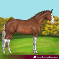Horse Color:Chestnut Sabino Splash Rabicano 