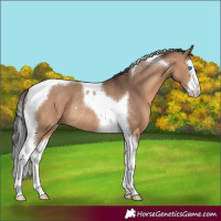 Horse Color:Bay Dun Splash Tobiano Rabicano 