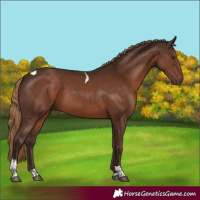 Horse Color:Liver Chestnut Tobiano 