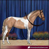 Horse Color:Red Dun Tobiano Rabicano 