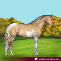 Horse Color:Chocolate Palomino Dun Tobiano Rabicano