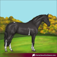 Horse Color:Smoky Black Tobiano Rabicano 