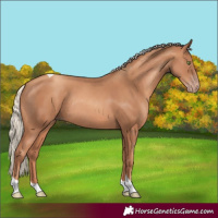 Horse Color:Gold Champagne Tobiano Rabicano 