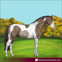 Horse Color:Liver Red Dun Sabino Tobiano Rabicano