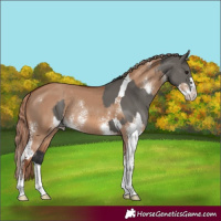 Horse Color:Grullo Tobiano and Red Dun Sabino Rabicano