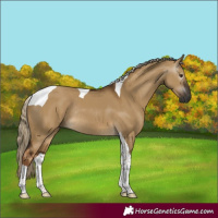 Horse Color:Gray Chocolate Palomino Dun Tobiano Rabicano