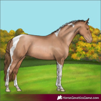Horse Color:Liver Chestnut Pearl Tobiano Rabicano 