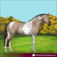 Horse Color:Liver Red Dun Tobiano Rabicano 