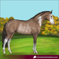 Horse Color:Liver Red Dun Sabino Rabicano 