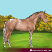 Horse Color:Gold Champagne Tobiano Rabicano