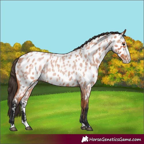 Horse Color:Bay Roan Splash Appaloosa