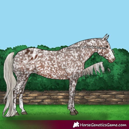 Horse Color:Liver Chestnut Sabino Appaloosa 