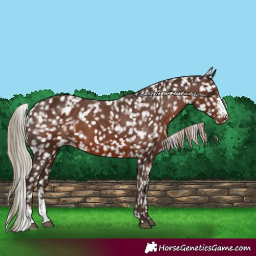 Horse Color:Liver Chestnut Sabino Snowflake Varnish 