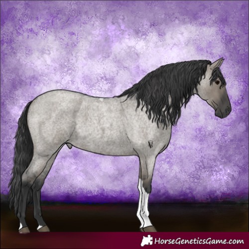 Horse Color:Grullo Roan Tobiano