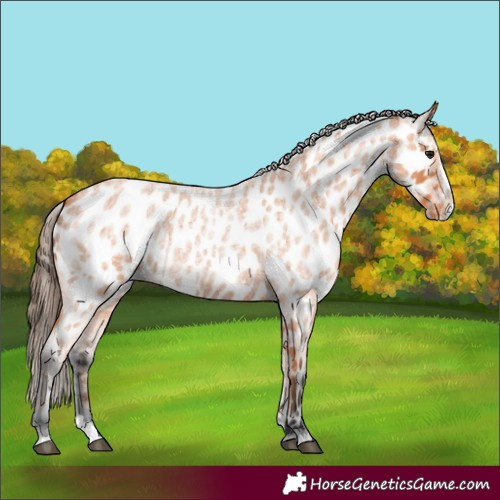 Horse Color:Bay Roan Splash Near Leopard 