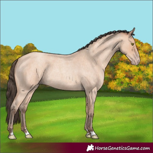 Horse Color:Amber Champagne Roan 