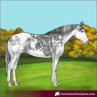 Horse Color:White Spotted Black Splash Appaloosa 