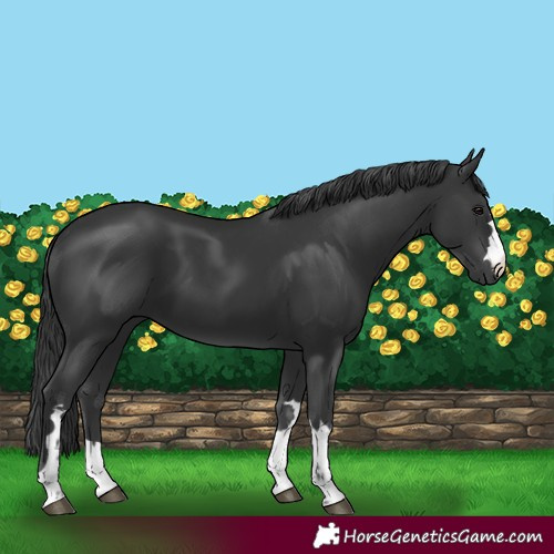 Horse Color:Black 
