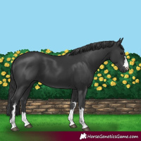 Horse Color:Black 