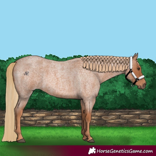 Horse Color:Red Roan 