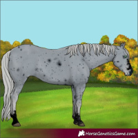 Horse Color:ERROR: UNKNOWN ANOMALY