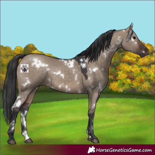Horse Color:White Spotted Brown Dun 