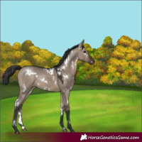 Horse Color:White Spotted Brown Dun