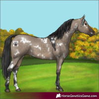 Horse Color:White Spotted Brown Dun 