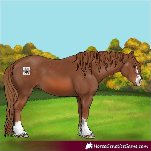 Horse Color:Chestnut 