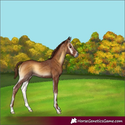 Horse Color:Gray Red Onyx 