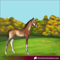 Horse Color:Gray Red Onyx 