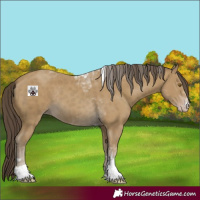 Horse Color:Classic Cream Champagne Tobiano Rabicano