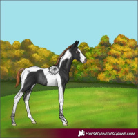 Horse Color:Gray White Spotted Liver Chestnut Tobiano Rabicano