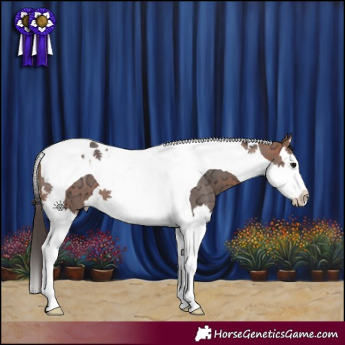 Horse Color:Bay Ice Splash Tobiano 