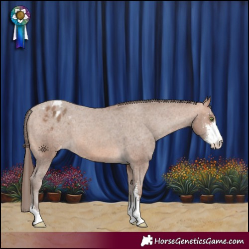 Horse Color:Sable Champagne Sabino Appaloosa 