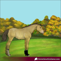 Horse Color:Amber Champagne Rabicano 